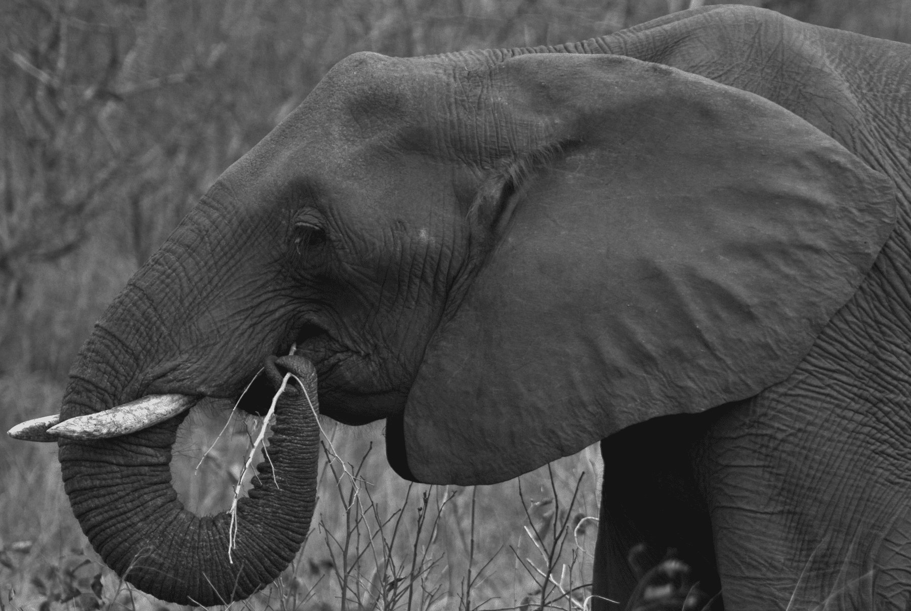 Elephant